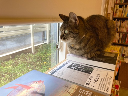 窓際でくつろぐキャッツミャウブックス（Cat’s Meow Books）の猫店員さん