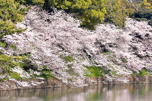 千鳥ヶ淵公園の桜