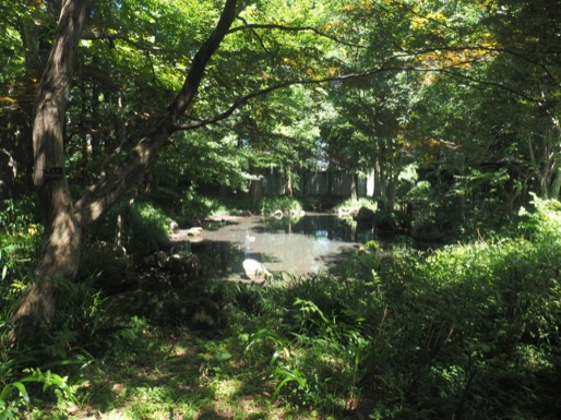 林試の森公園のクスノキは圧巻