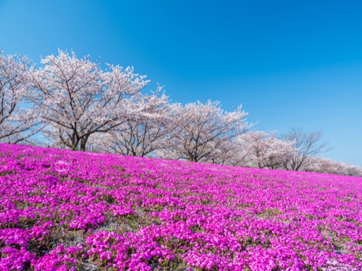 荒川赤羽桜堤緑地の芝桜