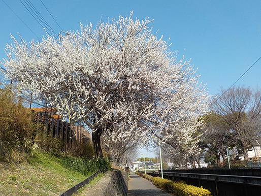 祖師谷公園