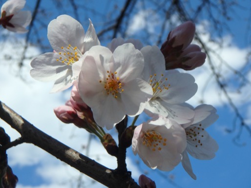 里帰りの桜